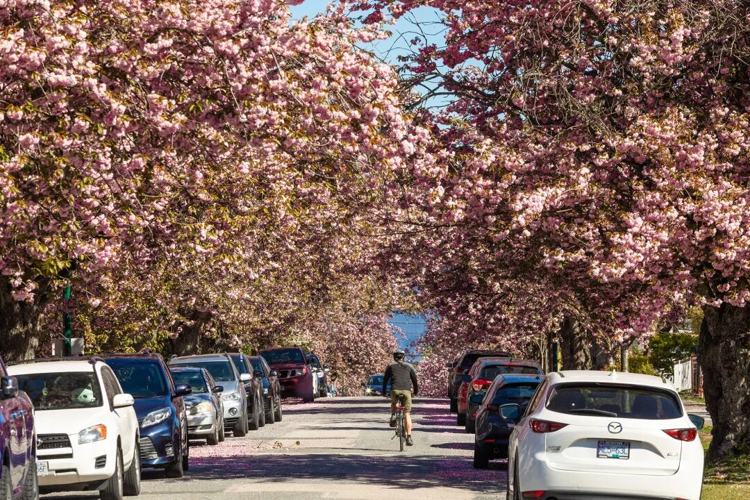 Killarney社区介绍：不繁华、不网红、但很稳！温东典型“经济适用区”