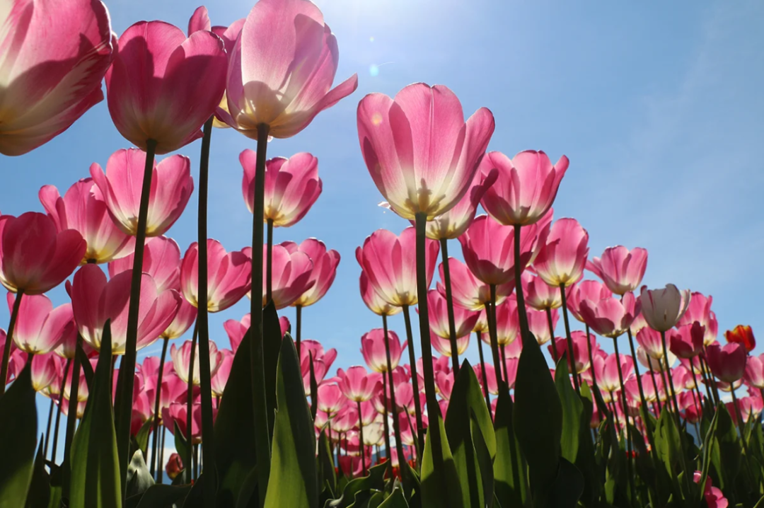 1400万株花海盛放大温！这个“全球最上镜”郁金香节，你可能还没去过